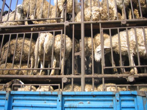 sheep in china
