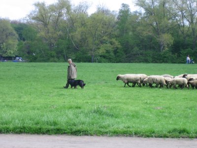 sheep in cologne