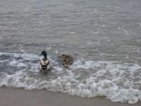 surfin' ducks